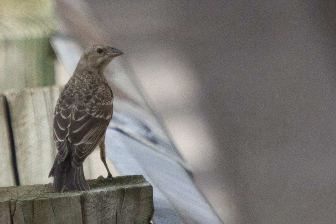 Brown-headed Cowbird - ML623374511