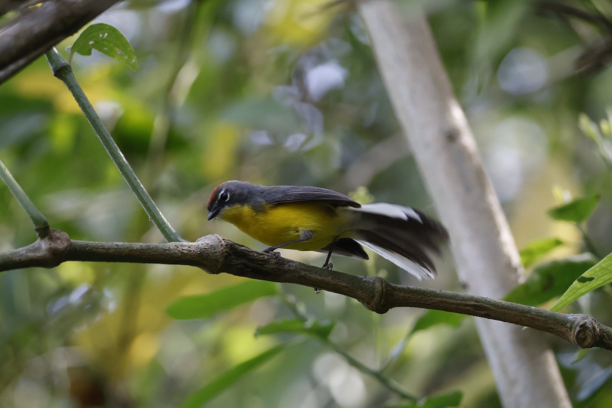 Brown-capped Redstart - ML623374520