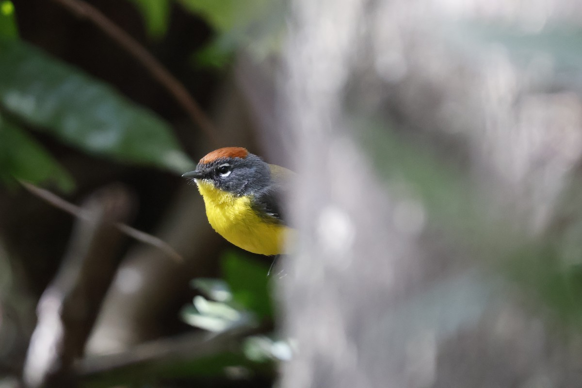 Brown-capped Redstart - ML623374522