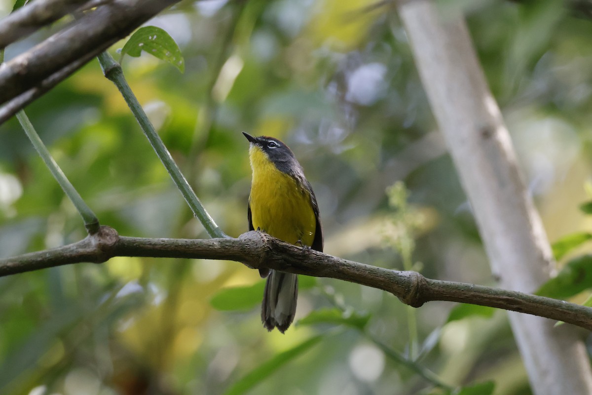 Brown-capped Redstart - ML623374523