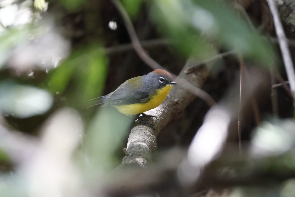 Brown-capped Redstart - ML623374525