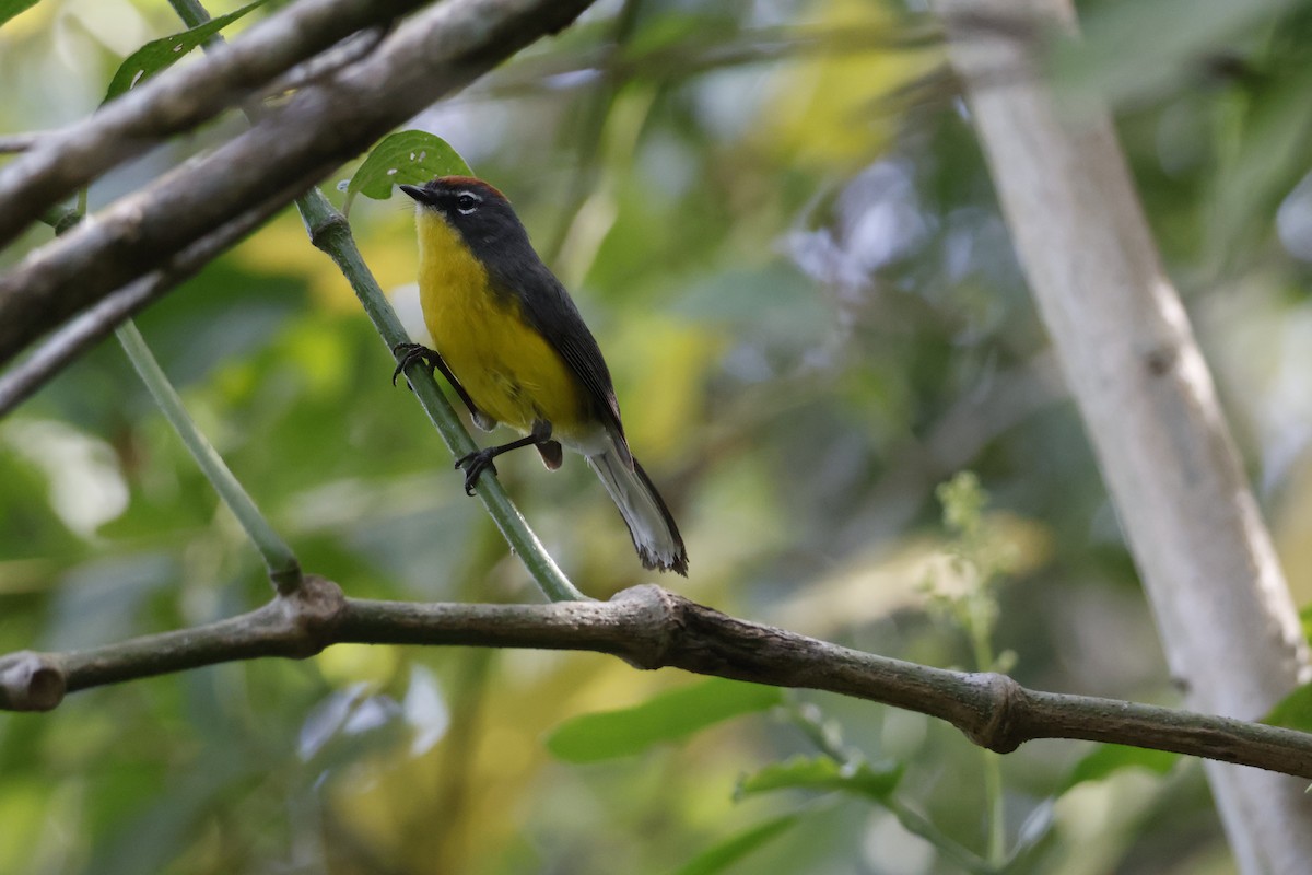 Brown-capped Redstart - ML623374527