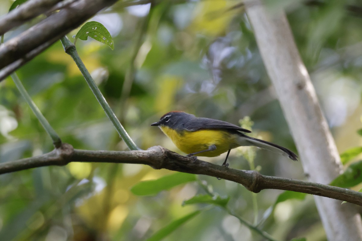 Brown-capped Redstart - ML623374528