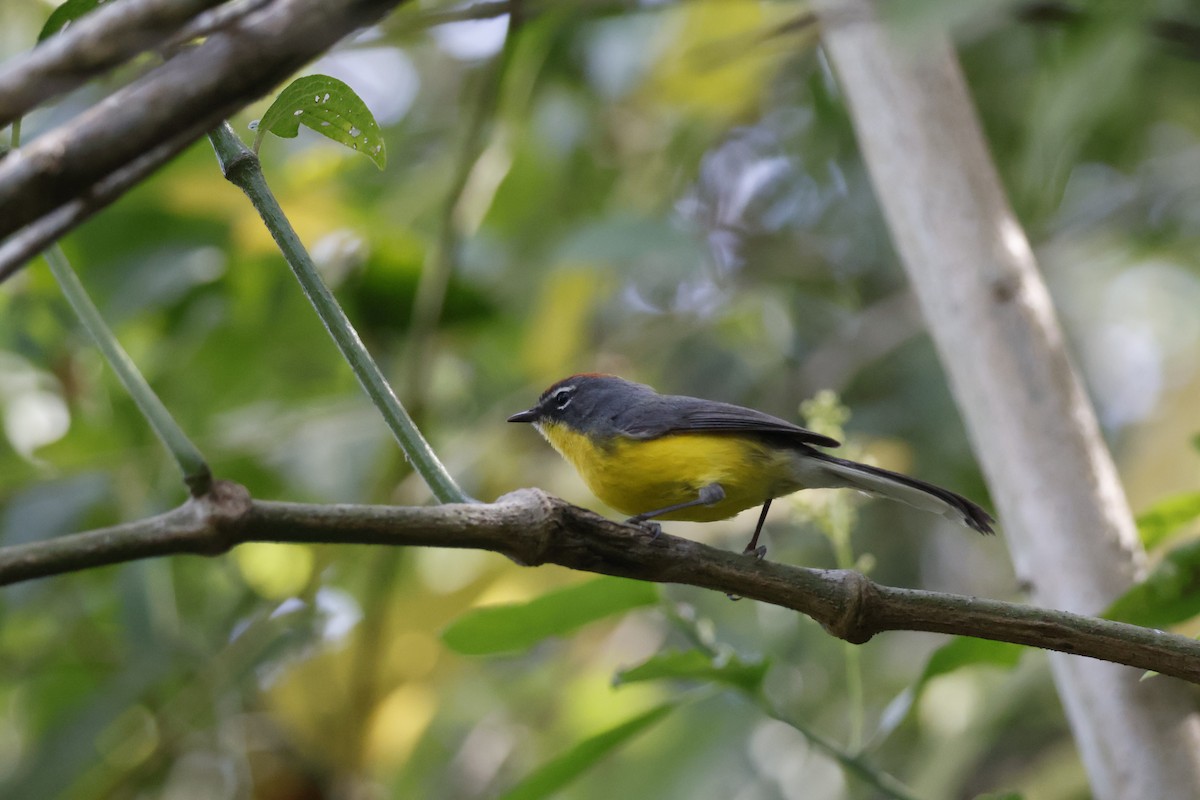 Brown-capped Redstart - ML623374529