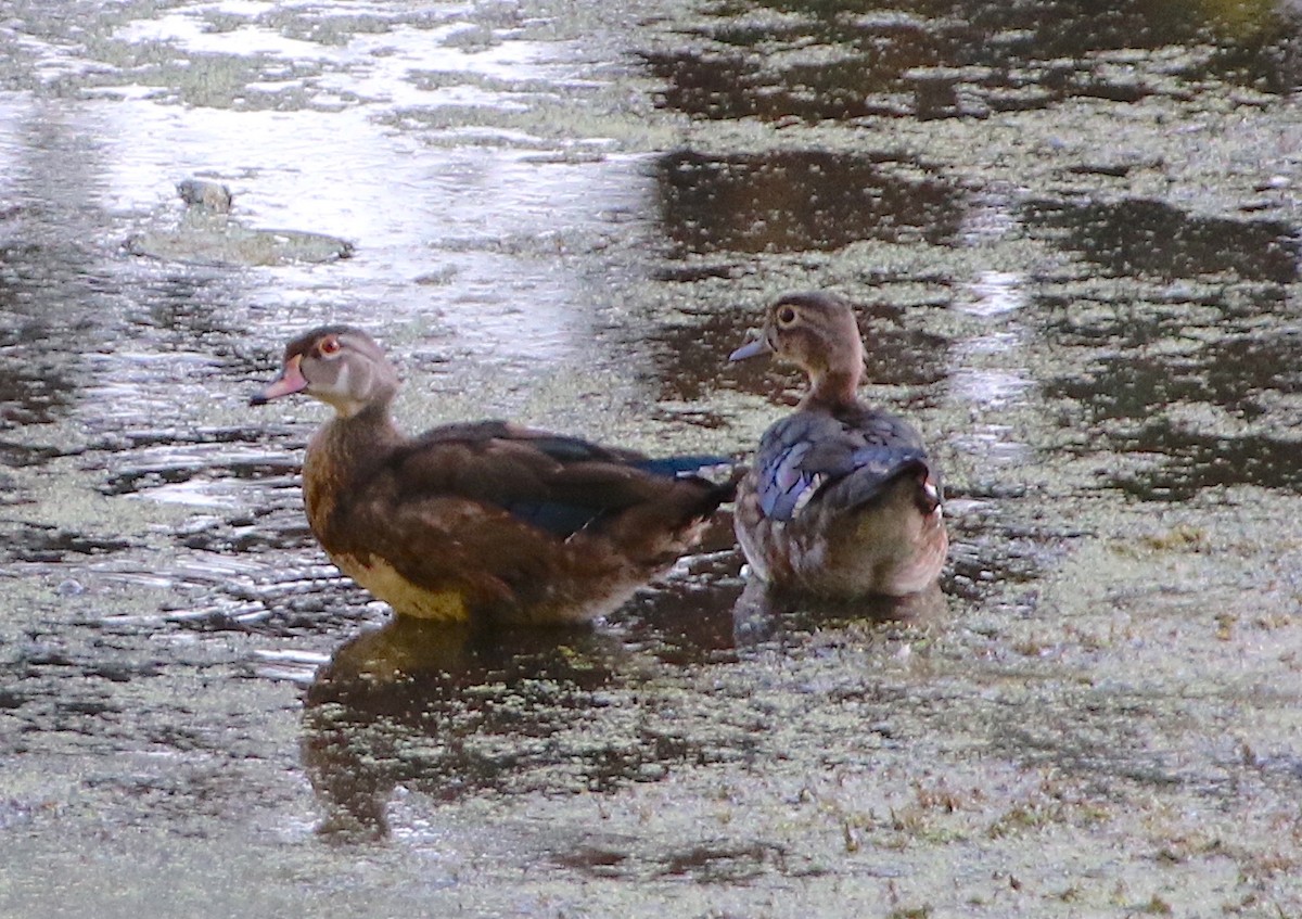 Wood Duck - Cynthia Conturie