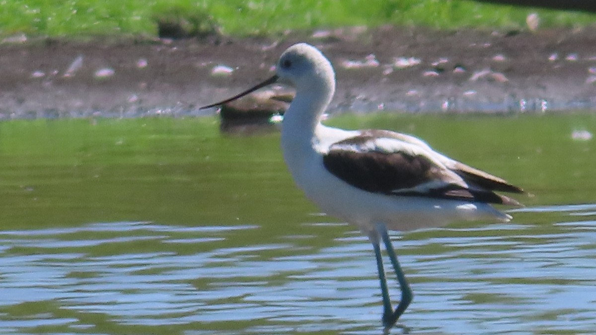 American Avocet - ML623374546