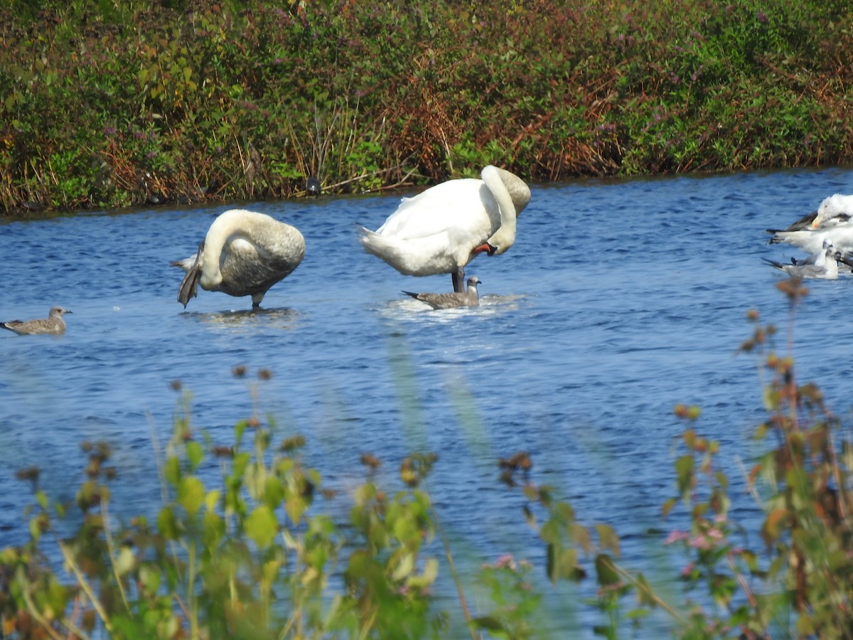 Cygne tuberculé - ML623374560