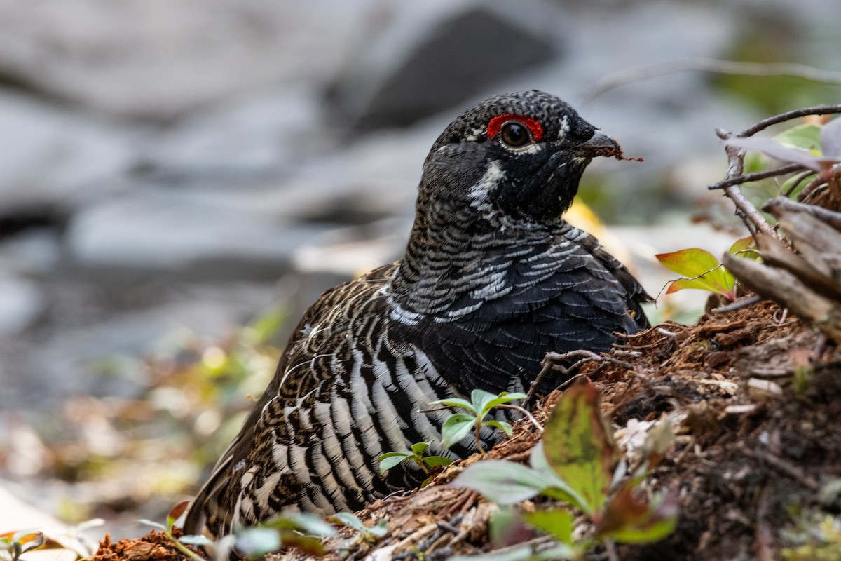 Spruce Grouse - ML623374566