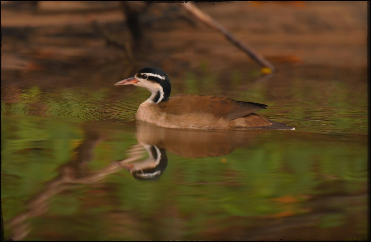 Sungrebe - ML623374569