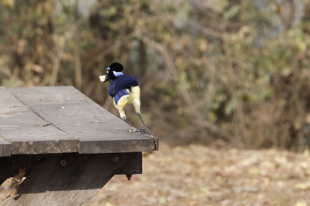 Plush-crested Jay - Mathieu Soetens