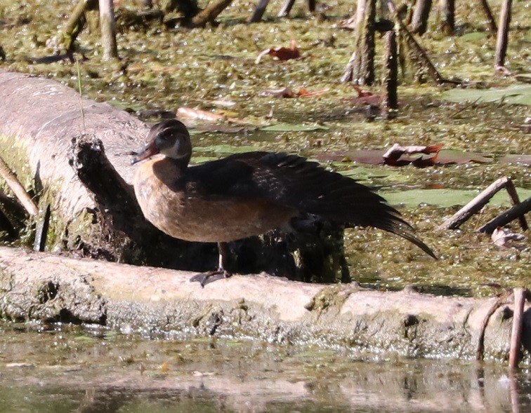 Canard branchu - ML623374606