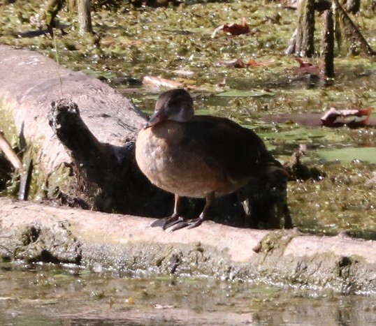 Canard branchu - ML623374607