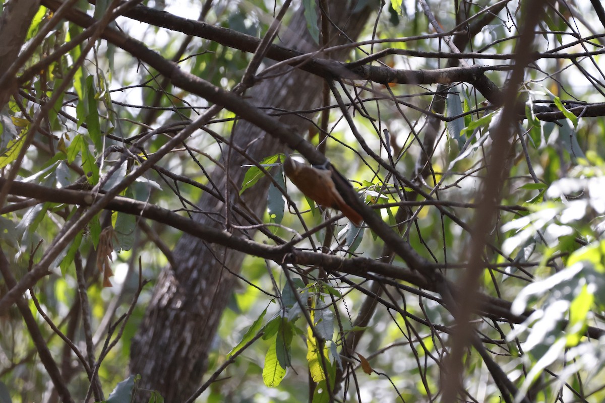 Buff-browed Foliage-gleaner - Mathieu Soetens