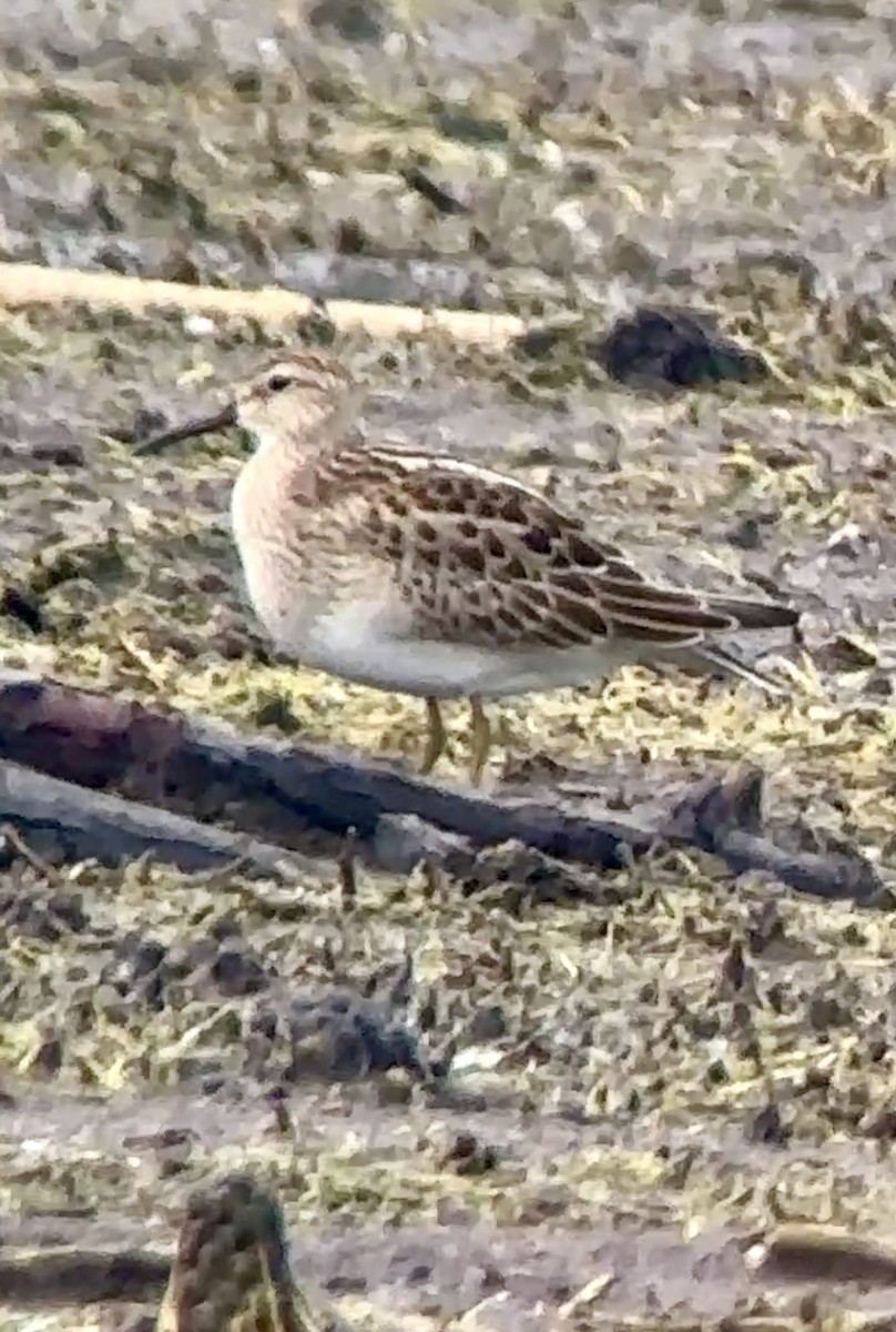 Pectoral Sandpiper - ML623374649