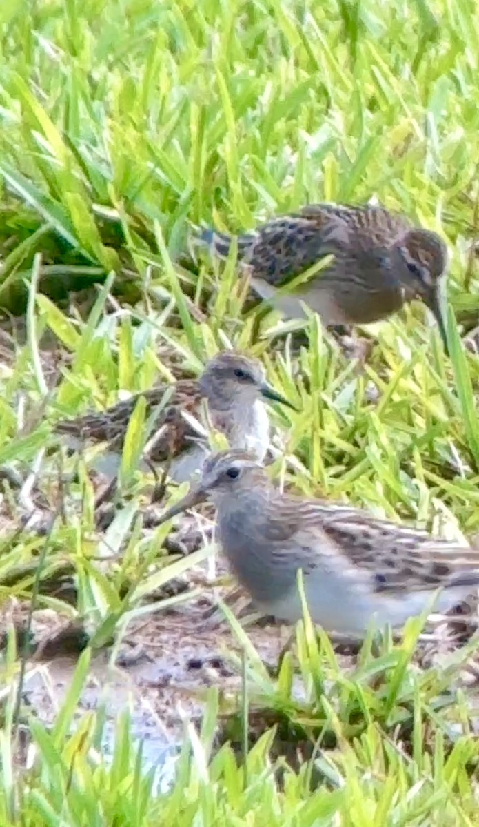 Graubrust-Strandläufer - ML623374650