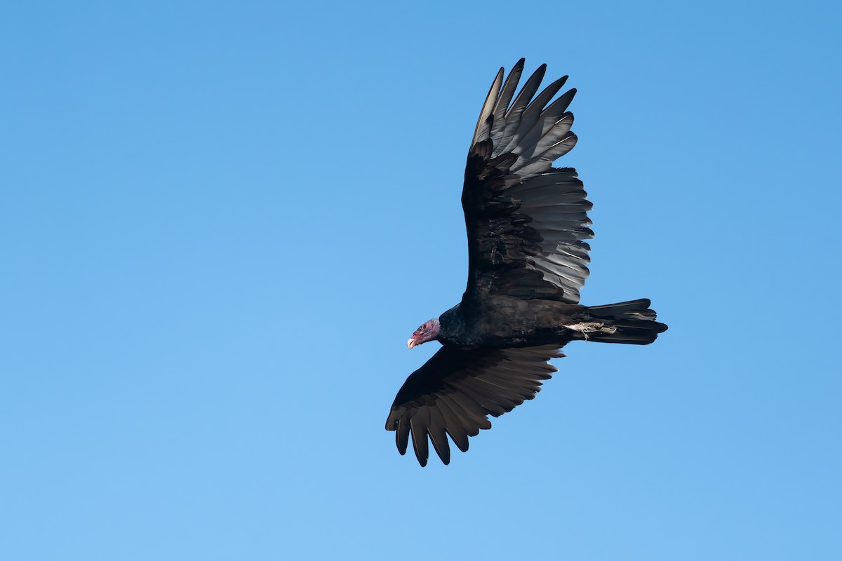 Turkey Vulture - ML623374662