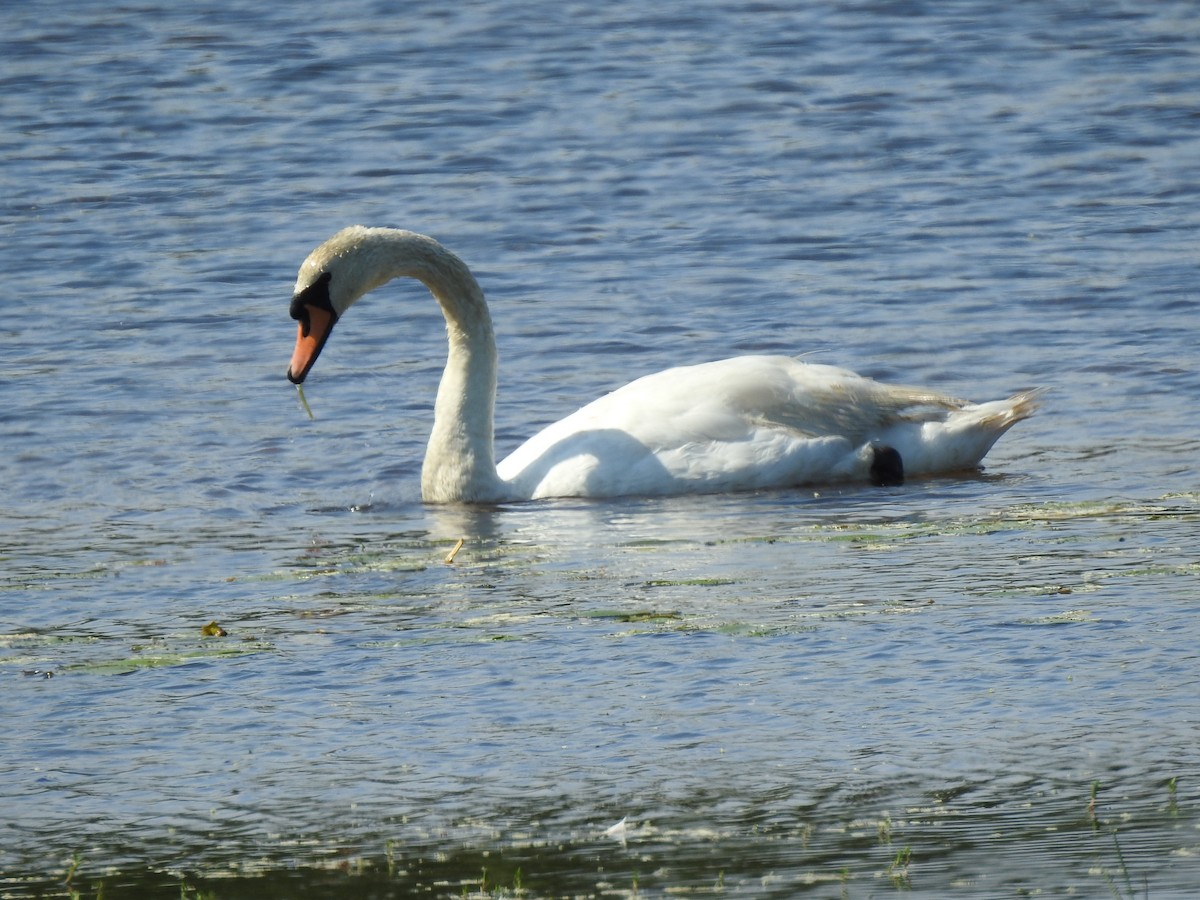 Cygne tuberculé - ML623374668