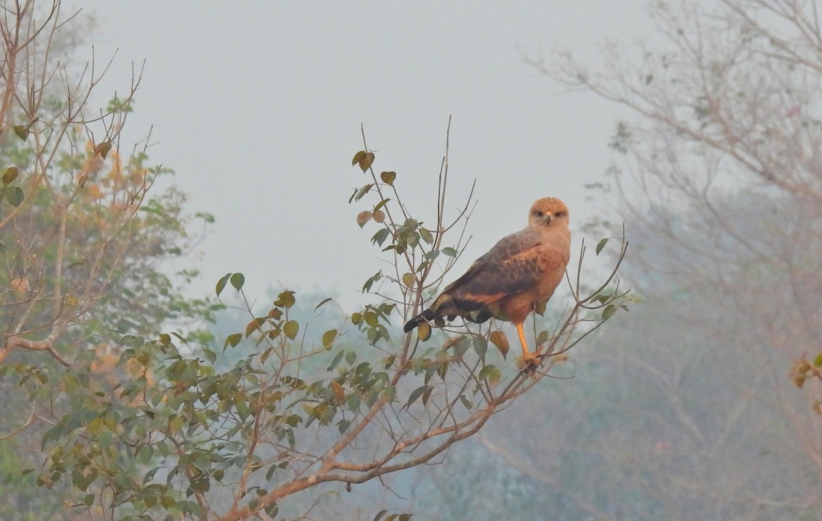 Savanna Hawk - ML623374705