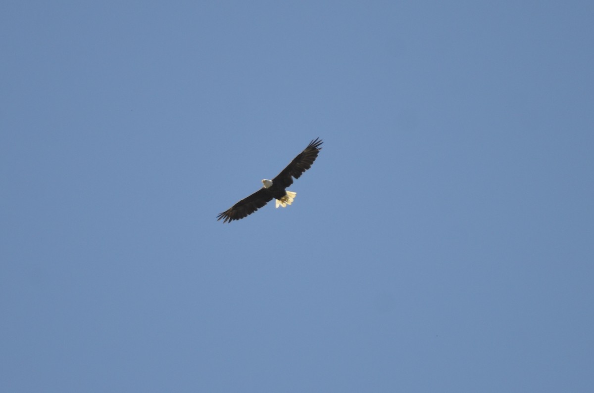 Bald Eagle - ML623374753