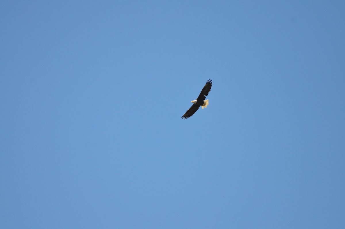 Bald Eagle - ML623374754