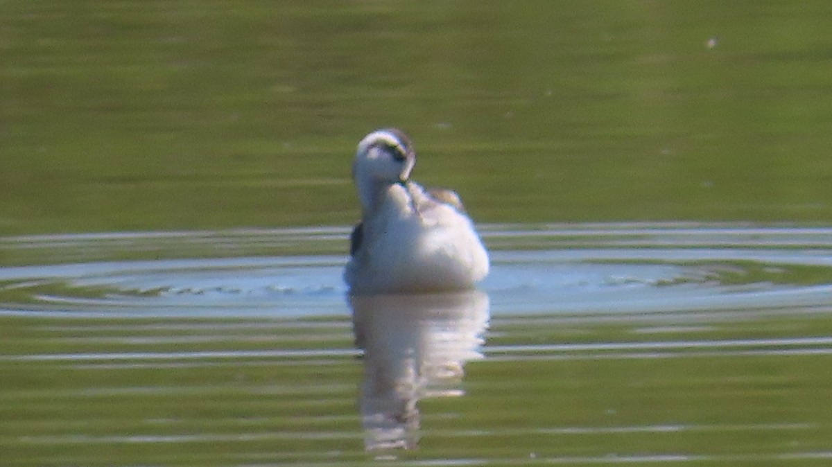 Red-necked Phalarope - ML623374755