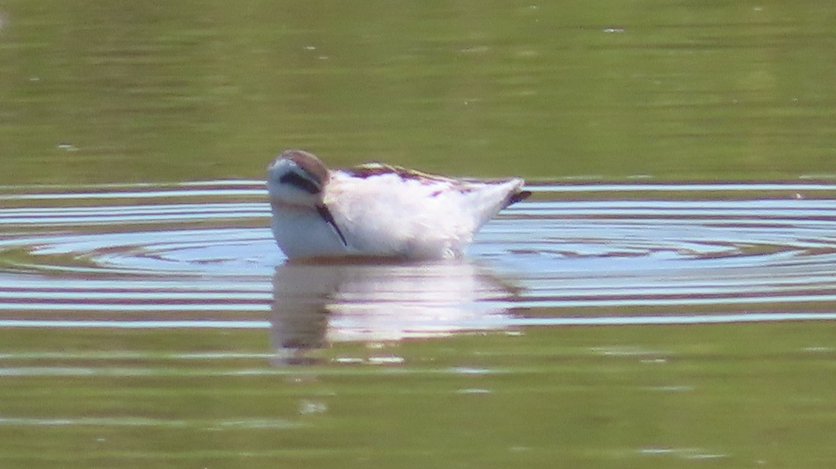 Red-necked Phalarope - ML623374762