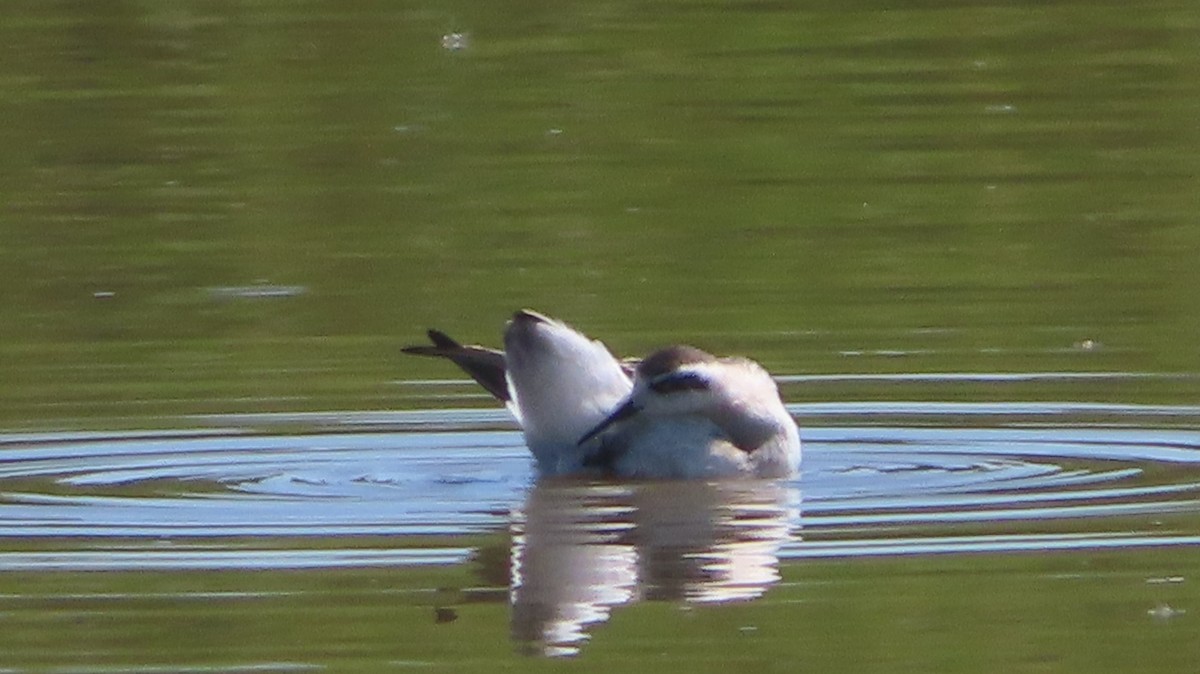 Red-necked Phalarope - ML623374765