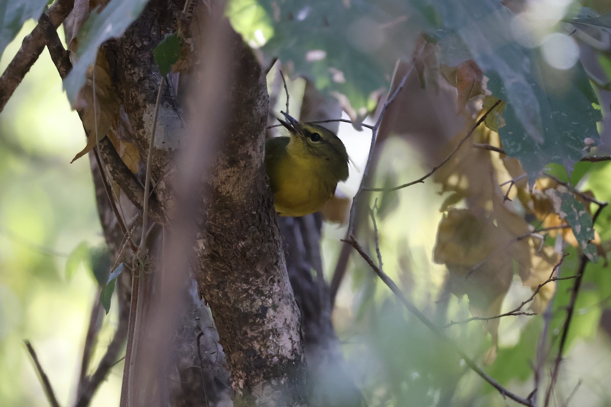 Two-banded Warbler - ML623374774