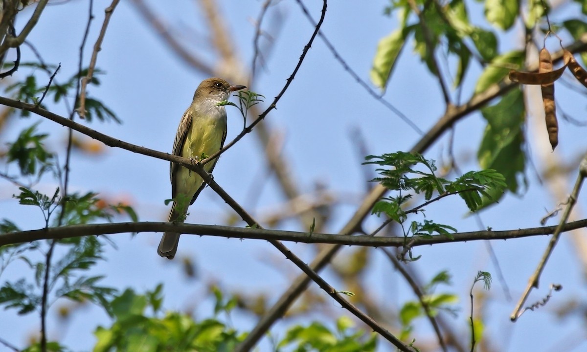 Swainson's Flycatcher - ML623374790