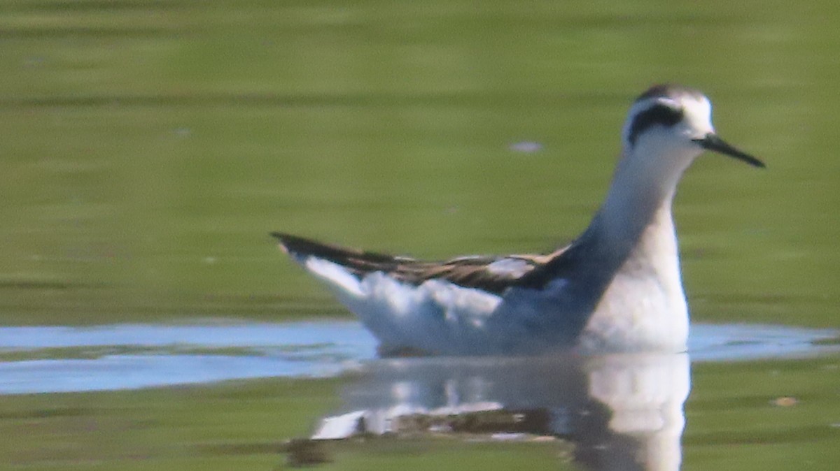 Red-necked Phalarope - ML623374792