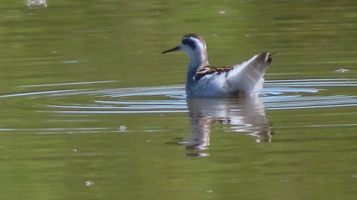 Red-necked Phalarope - ML623374805