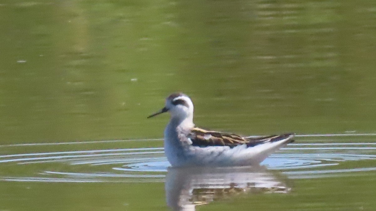 Red-necked Phalarope - ML623374817