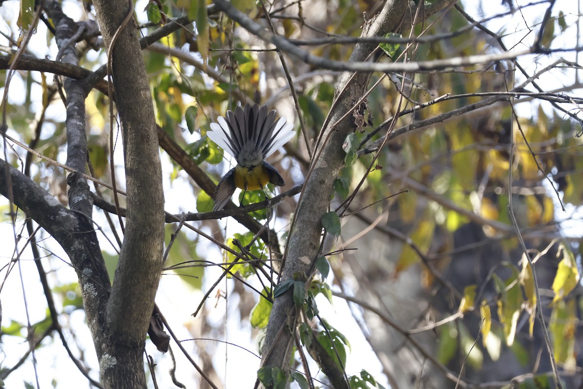 Brown-capped Redstart - ML623374824