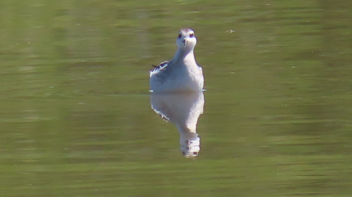 Red-necked Phalarope - ML623374837