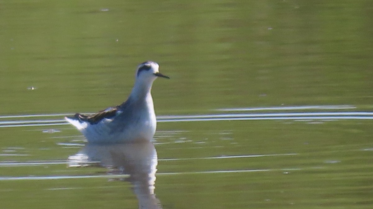 Red-necked Phalarope - ML623374846