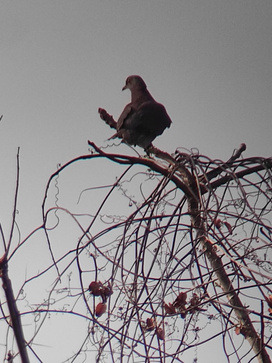 Pale-vented Pigeon - ML623374887