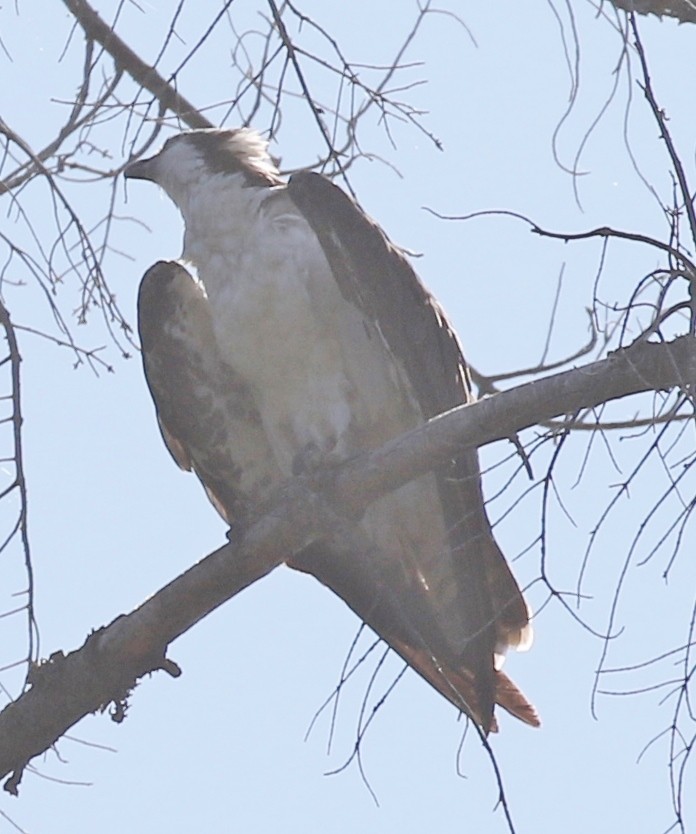 Osprey - ML623374897