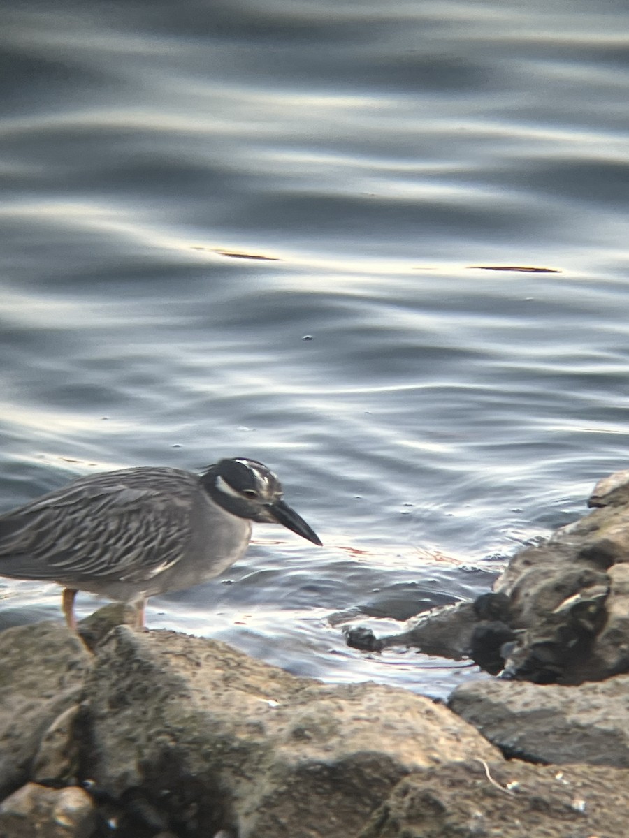 Yellow-crowned Night Heron - ML623374931