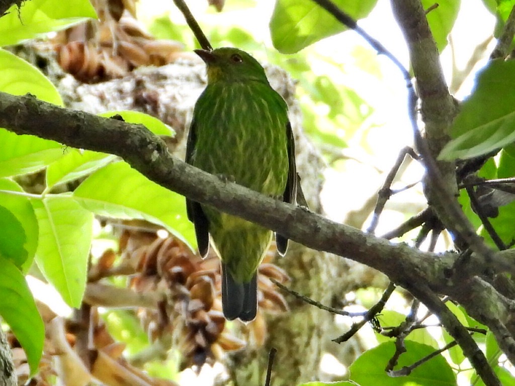 Golden-breasted Fruiteater - ML623374939