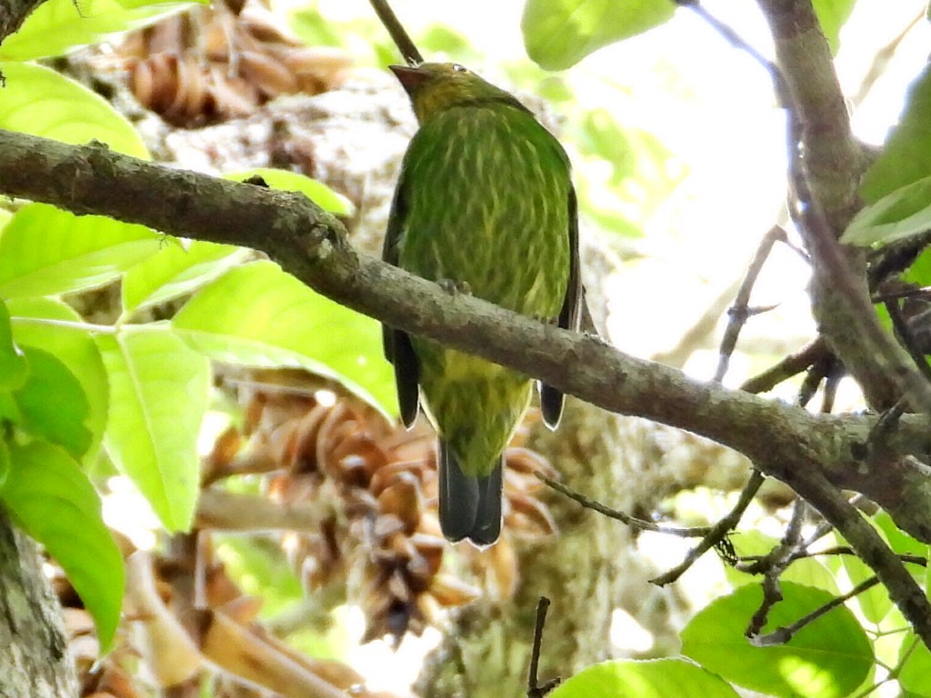 Golden-breasted Fruiteater - ML623374940