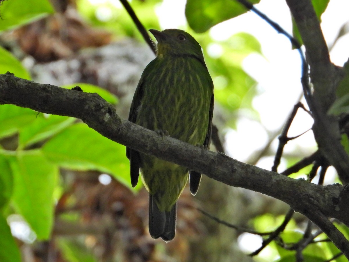 Golden-breasted Fruiteater - ML623374941