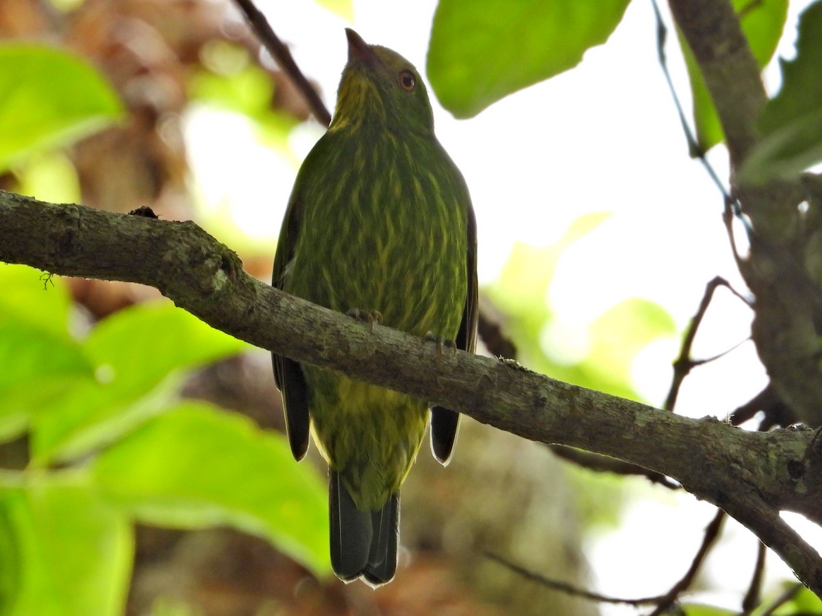 Golden-breasted Fruiteater - ML623374942