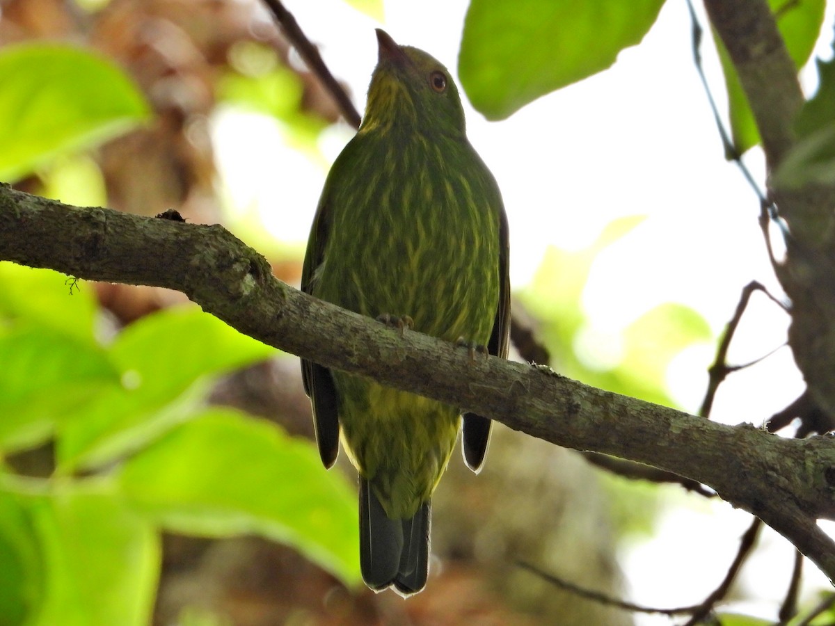 Golden-breasted Fruiteater - ML623374943