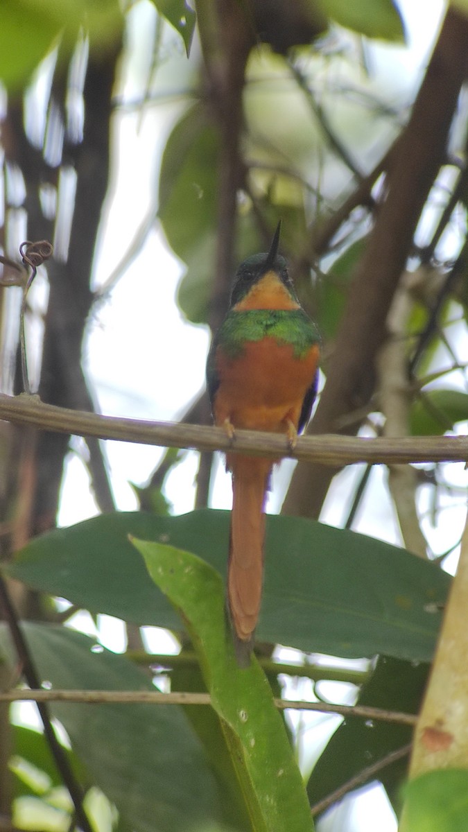 Rufous-tailed Jacamar - ML623374948