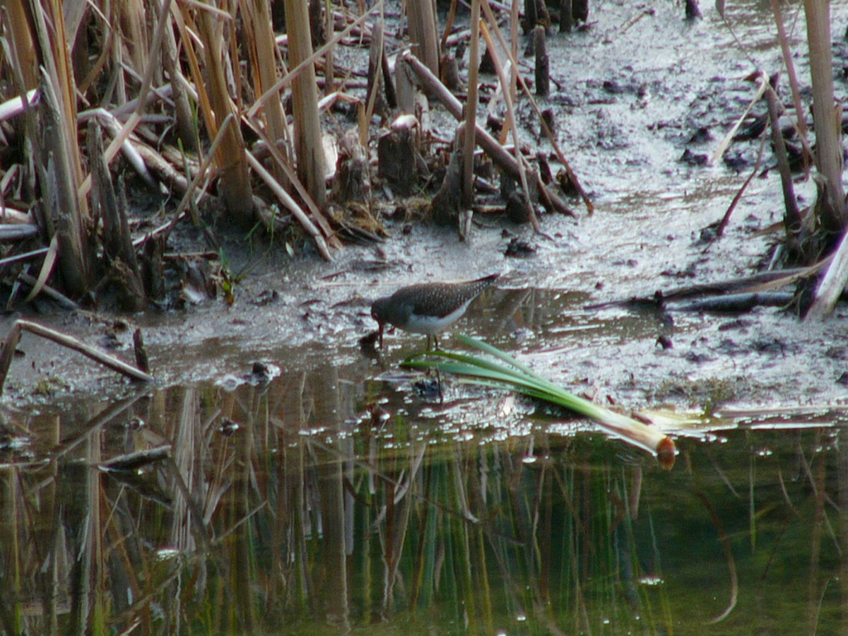 Solitary Sandpiper - ML623374956