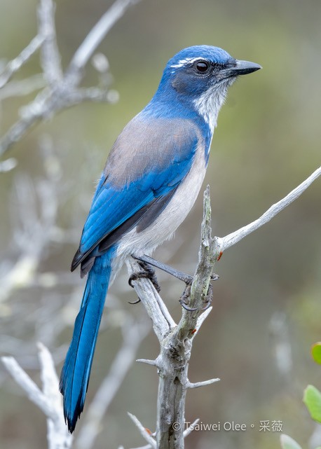 California Scrub-Jay - ML623374975