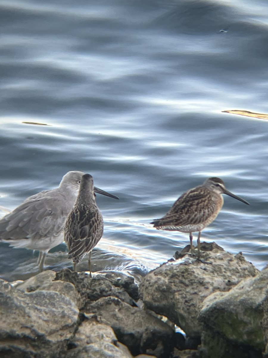 Short-billed Dowitcher - ML623374978