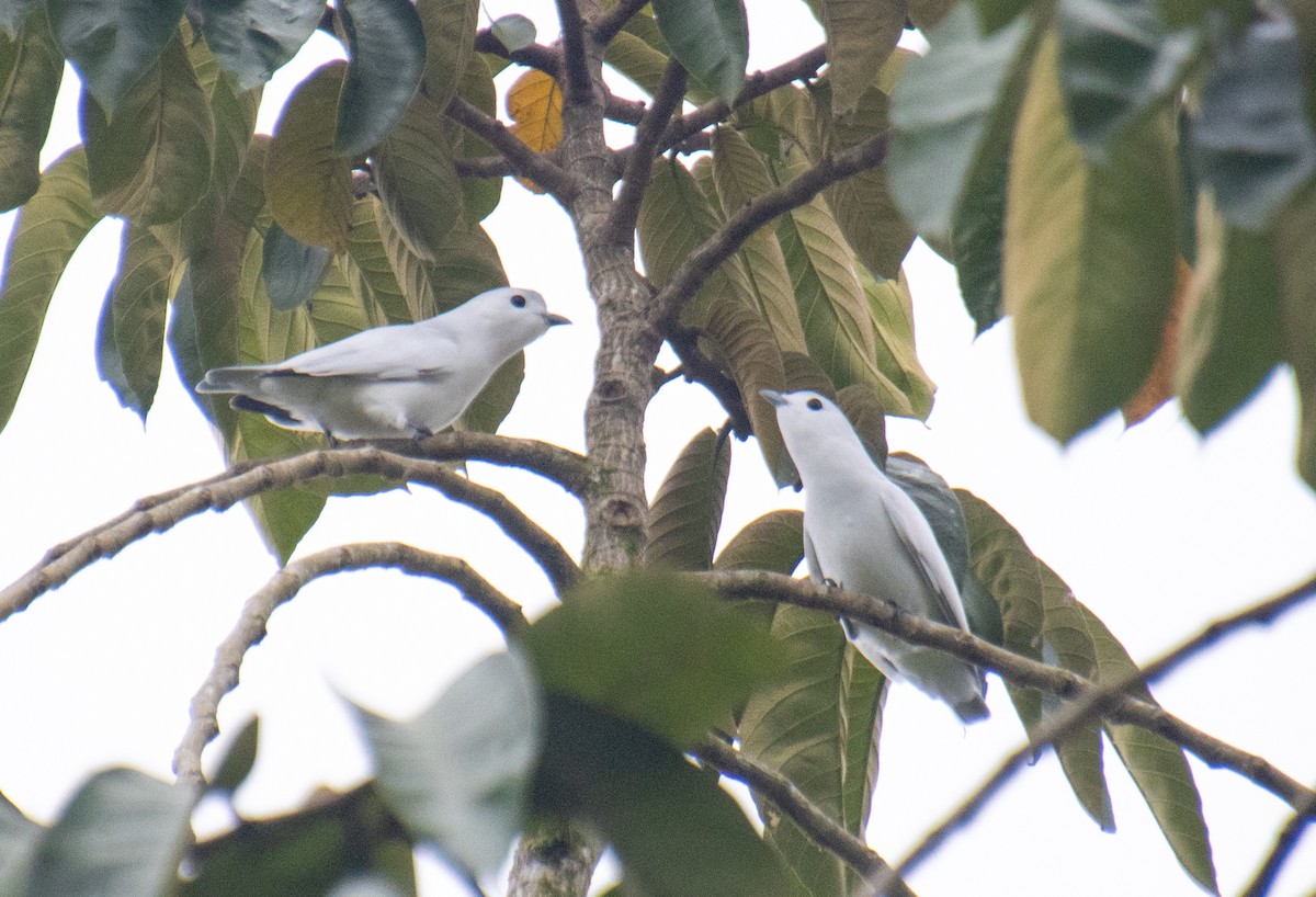 Snowy Cotinga - ML623375018