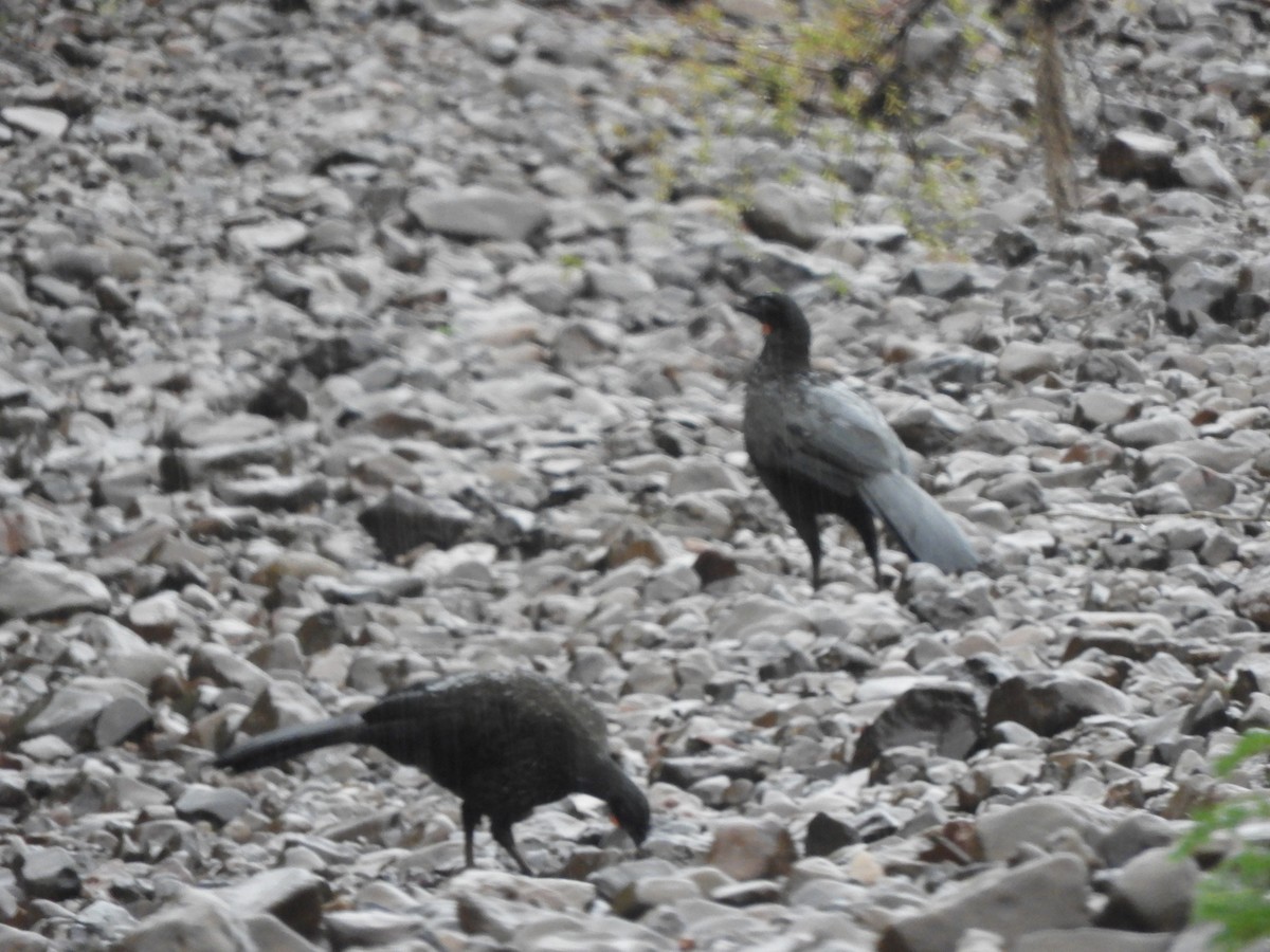 Dusky-legged Guan - Javier Alexander Piquillén Barboza