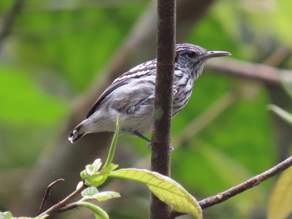 Pacific Antwren - ML623375095